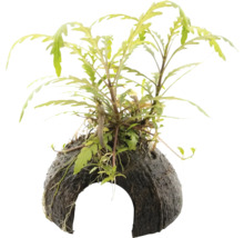 Akvarijní rostlina na kokosovém ořechu