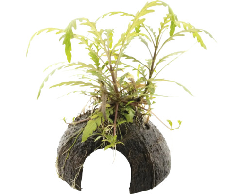 Vodní rostlina Hygrophila pinnatifida Mini Cave Akvarijní rostlina na kokosovém ořechu