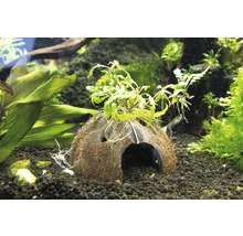 Dekorace akvária: kokosová jeskyně s rostlinami