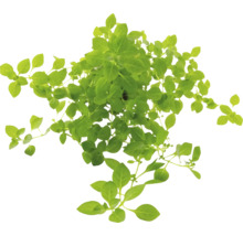 Rostlina bazalky se zelenými listy