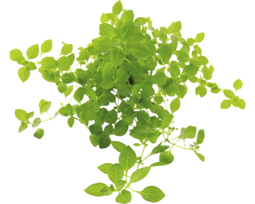 Vodní rostlina Ludwigia palustris Green Rostlina bazalky se zelenými listy