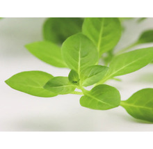 Detailní záběr listů bazalky