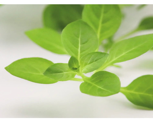 Detailní záběr listů bazalky