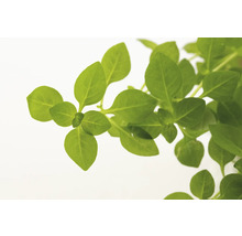 Rostlina bazalky se zelenými listy