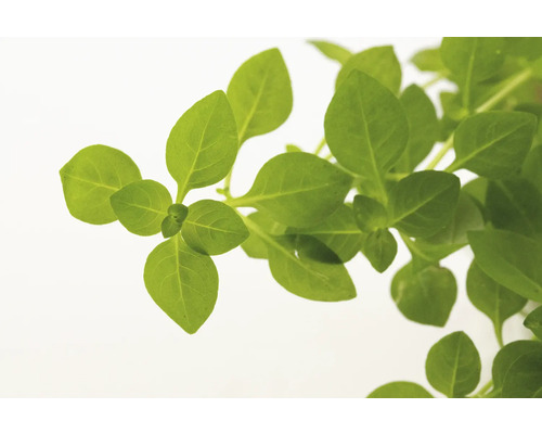 Rostlina bazalky se zelenými listy