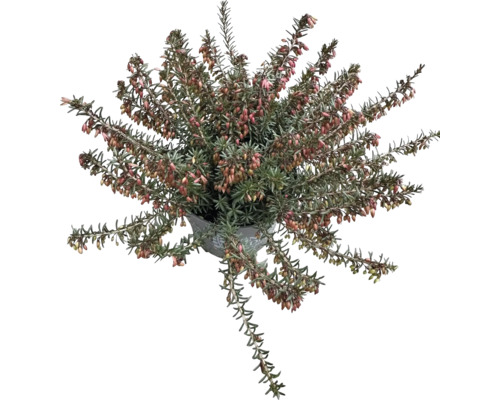 Kvetoucí vřesovec v květináči pro zahradu