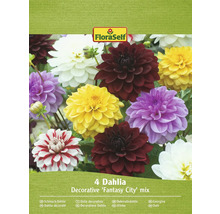 FloraSelf Jiřinka okrasná Fantasy City mix, balení čtyř cibulí