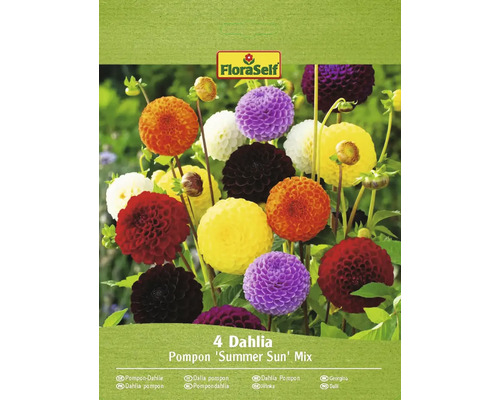 Jiřiny FloraSelf Pompon 'Summer Sun' mix 4 ks