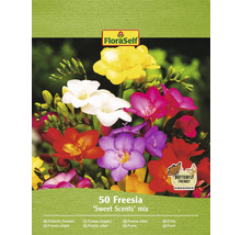 Květinové cibule frézie FloraSelf, směs Sweet Scents, balení 50 kusů