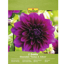 Dvě jiřinky odrůdy Dinnerplate Thomas A. Edison