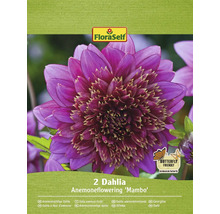 Balení dvou sasankovitých jiřin odrůdy ''Mambo''