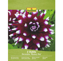 Balení dvou okrasných jiřinek odrůdy Mystery Day