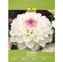 Balení kulových jiřinek odrůdy Eveline od FloraSelf