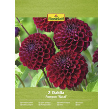 Dvě jiřinky pomponky ''Natal'' v balení od FloraSelf