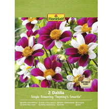 Balení dvou jednoduše kvetoucích jiřinek odrůdy Twyning''s Smartie