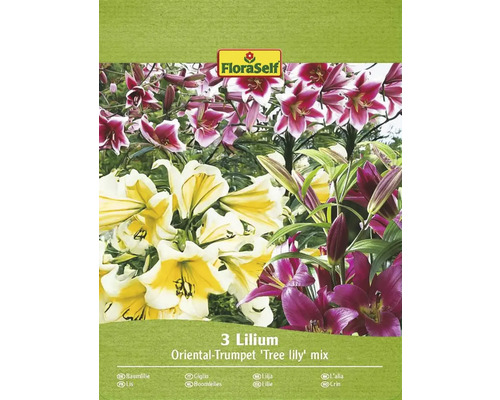 Lilie FloraSelf Oriental Trumpet 'Tree lily' mix 3 ks