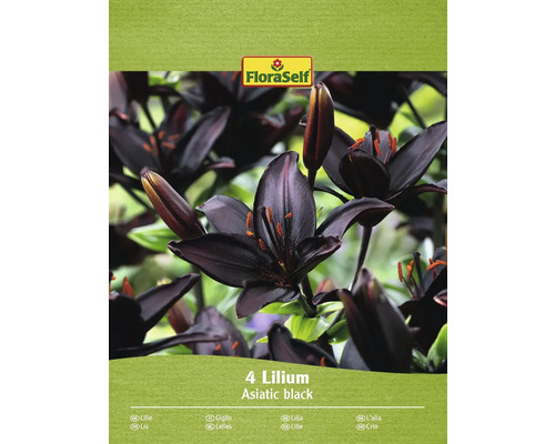 Lilie asijská FloraSelf 'Asiatic black' 4 ks