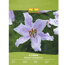 Balení čtyř lilií odrůdy Oriental Lavendel-Lila