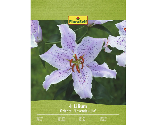 Lilie FloraSelf 'Oriental Lavendel-lila' 4 ks