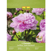 Paeonia Lactiflora Sarah Bernhardt rostlina