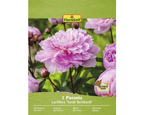 Pivoňka FloraSelf Paeonia Lactiflora 'Sarah Bernhardt' 1 ks