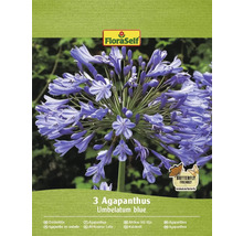 Balení tří cibulí Agapanthus Umbelatum blue