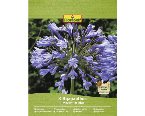 Kalokvět FloraSelf Agapanthus umbelatum 3 ks modrý