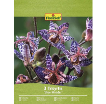Balení tří rostlin Tricyrtis Blue Wonder