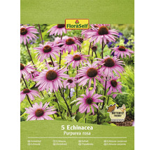 Balení 5 rostlin FloraSelf Echinacea Purpurea rosa