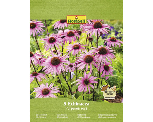 Třapatka nachová FloraSelf Echinacea 'Purpurea rosa' 5 ks