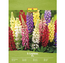 Balení semen vlčího bobu od FloraSelf
