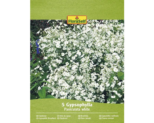 Šater latnatý FloraSelf Gypsophylla paniculata 5 ks bílý