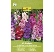 Balení FloraSelf 10 mečíků velkokvětých Grandiflora ''Purpur Blend'' směs