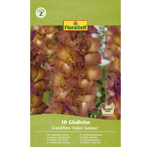 Balení mečíků velkokvětých, odrůda Indian Summer