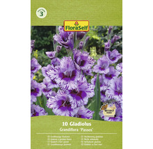 Balení velkokvětých gladiol, odrůda Passos