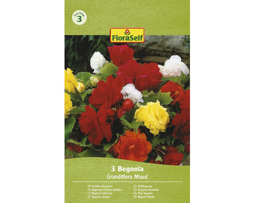 Begónie plnokvětá FloraSelf Grandiflora mix 3 ks