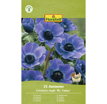 Balení 15 kusů sasanky FloraSelf Coronaria single ''Mr. Fokker''
