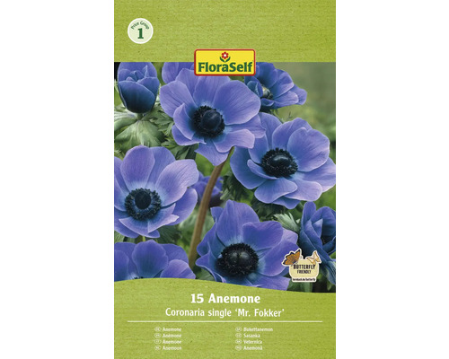 Sasanka FloraSelf Anemone Coronaria single 'Mr. Fokker' 15 ks