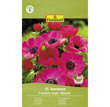 Balení 15 cibulí sasanky odrůdy Coronaria single ''Sylphide''