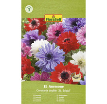 FloraSelf Sasanka Coronaria double ''St. Brigid'', 15 kusů