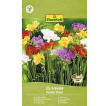 FloraSelf plnokvěté frézie, 25 kusů, dvojitá směs