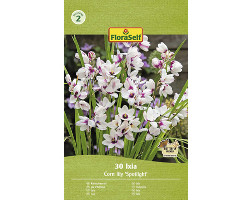 Duhovnice FloraSelf Ixia 'Spotlight' 30 ks