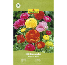 FloraSelf Ranunculus, 30 kusů, smíšené barvy, květinové cibule pro zahradu