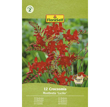 FloraSelf Montbrécie Lucifer, 12 kusů, zahradní květiny
