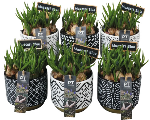 Jarní aranžmá FloraSelf květináč Ø 18 cm s modřencem bílá