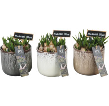 Tři květináče s modřenci Muscari Blue a logem PT Creations