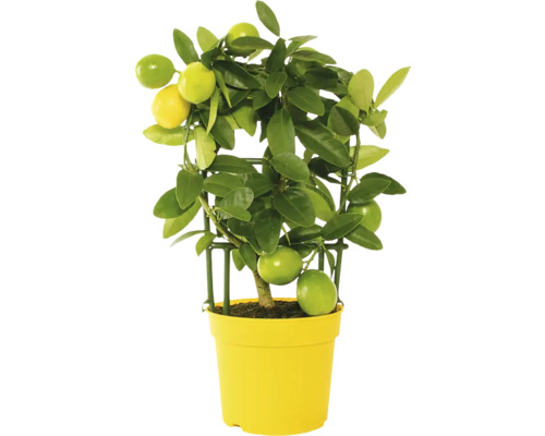 Limequat, mini citrus na špalíru FloraSelf Citrus limonella výška cca 22 cm květináč Ø 12 cm