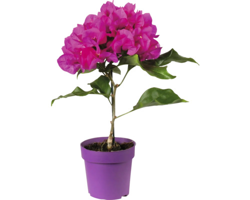Bugenvilea FloraSelf Bougainvillea 'Vera Deep Purple' výška cca 20 cm květináč Ø 9 cm