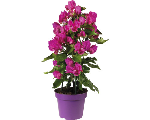Bugenvilea FloraSelf Bougainvillea 'Vera Deep Purple' celková výška cca 40 cm květináč Ø 14 cm