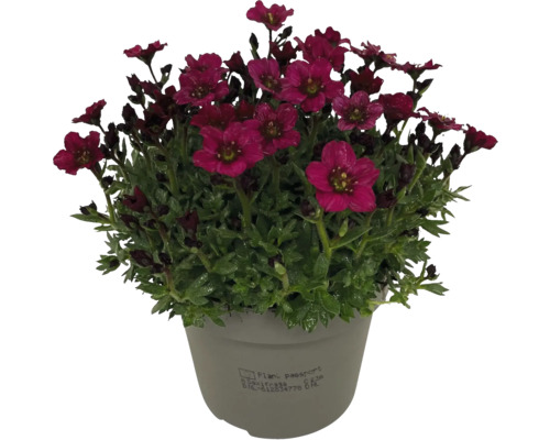 Kvetoucí lomikámen v květináči